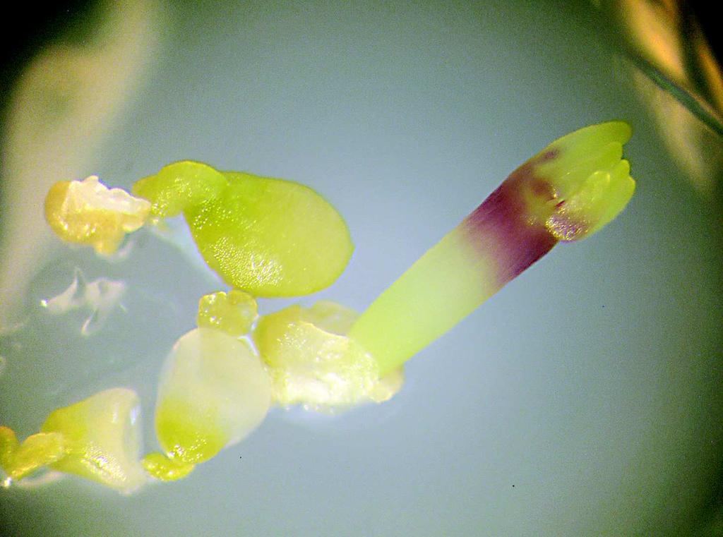 izolaci Délka embrya cca 2,5 mm