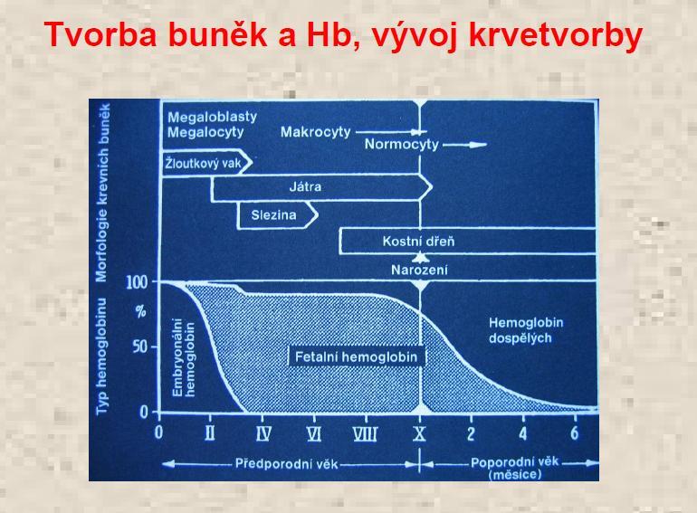 Koehlerová,