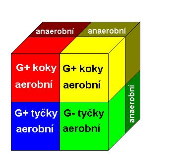 Nyní si přidáme další čtyři skupiny Každá z oněch čtyř skupin má totiž svoje anaerobní bratříčky.
