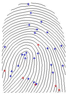 Obrázek 25:Obrazy z vyznačenými singulárními body (červený bod jádro, modrý delta) Detekce markantních bodů je popsaná v kapitole 3.4.1 a 3.4.2. První metoda je založena na morfologii hledaných znaků.