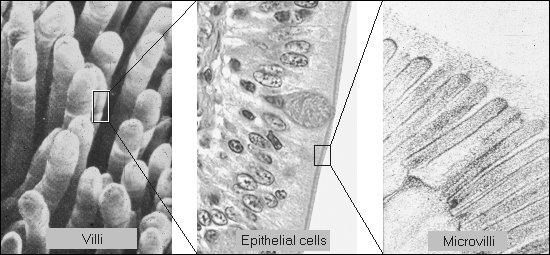FUNKČNÍ DIAGNOSTIKA, STOLICE, DECOVÉ TESTY ELICOBACTER PYLORI - ŽALUDEK MALABSORBCE 13 14 LABORATORNÍ DIAGNOSTIKA MALABSORBCE MALABSORPCE, MALDIGESCE, MALASIMILACE MALABSORPCE STAVY, PŘI NICŽ JE