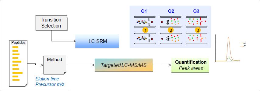 Selected Reaction Monitoring (SRM) Cílený přístup Výběr prekursoru (Peptide m/z) Q1