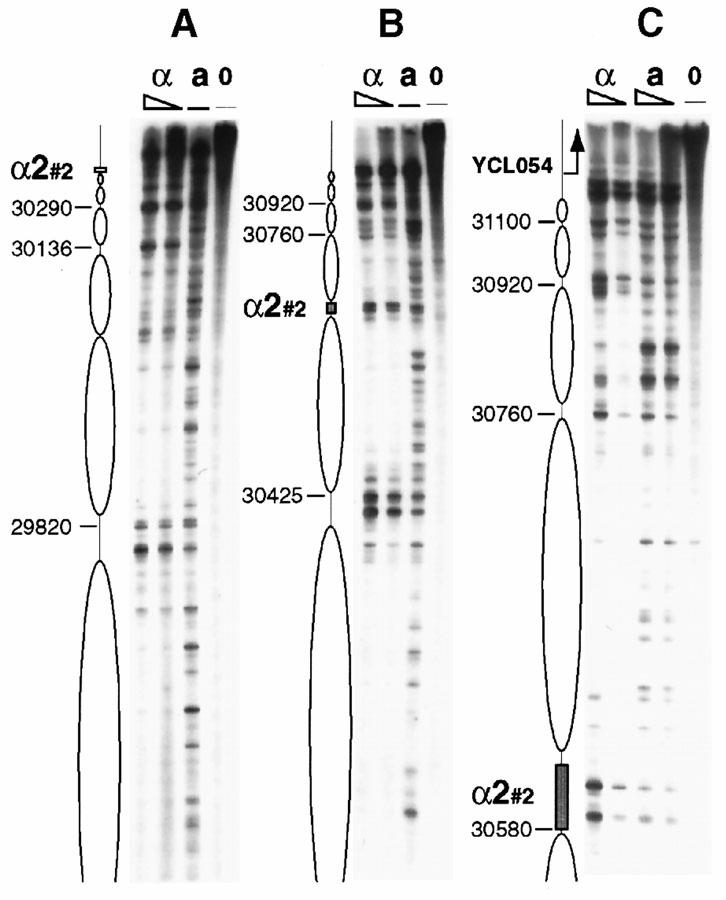 Primer extension autoradiogram K. Weiss and R.