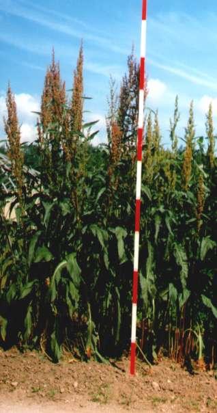 Šťovík Uteuša Rumex Patientia x Rumex Tianschanicus Trvání plantáže : 20 let Výsevek : 5-6 kg /ha