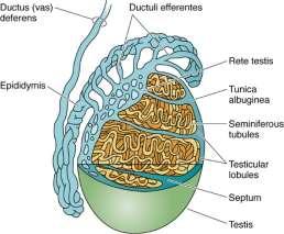 Vývoj spermií (2) Před pubertou
