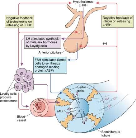 Vývoj spermií (5) - Regulace Sertoliho buňky Podpora, ochrana,