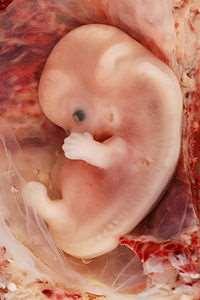 Časné embryo před implantací Embryonální x