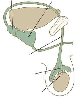 Oplození (3) Cesta spermií do místa oplození Semenné váčky Prostata Urin.