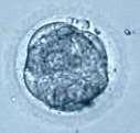 Hatching blastocysta Hatched