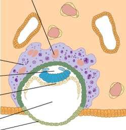 Časná embryogeneza Druhý týden (1) Ukončení implantace + Další embryonální vývoj Cytotrofoblast Trofoblast Pokračující invaze do endometria Destrukce kapilár a žlázek Pohlcování apoptotických buněk