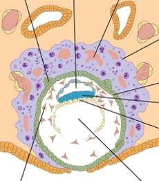 Časná embryogeneza Druhý týden (2) Deciduální reakce endometria Fůze lakun vznik sítě dutin +