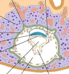 kapilár Rozrůstání kapilár Diferenciace fibroblastů, akumulace glykogenu a lipidů
