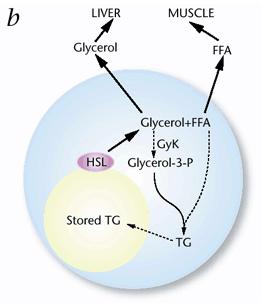 okamžitý energetický stav a nároky organizmu Hormon-senzitivní lipáza (HSL) (a) adipocyt postprandiální stav glukóza je přijímána adipocytem prostřednictvím GLUT4 po stimulaci inzulinem FFA jsou