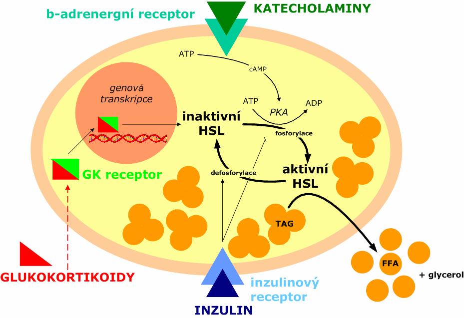 zdroj pro tvorbu TAG (b) adipocyt stav nalačno zásobní TAG podléhají lipolýze ůčinkem HSL na glycerol a FFA, tyto jsou utilizovány zejm.