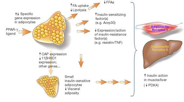 faktorů z rodiny nukleárních receptorů (1) PPAR (peroxisome proliferator activator receptors) jaderné receptory PPARα, γ a δ regulují transkripci genů po aktivaci lipofilními ligandy např.