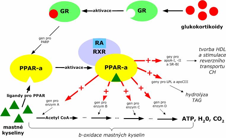 v játrech (a svalu) aktivuje katabolismus mastných kyselin ( β-oxidaci), zvýšuje expresi apoai a II a SR-BI ( HDL, CH) PPARα -/- KO myš není schopná tolerovat hladovění hypoglykemie, hypotermie,