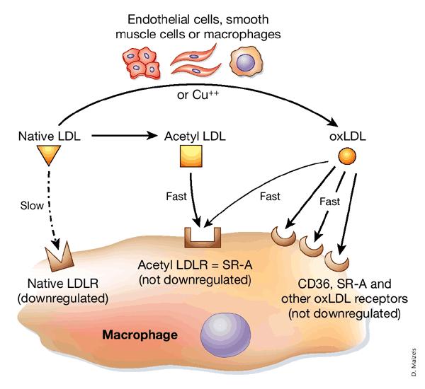 Non-LDLR-dependentní mechanizmus 21 LDLs mají patogenetickou úlohu v procesu aterogeneze tvorba pěnových bb. = CH z LDL je kumulován monocyty / makrofágy v cévní stěně nicméně exp.