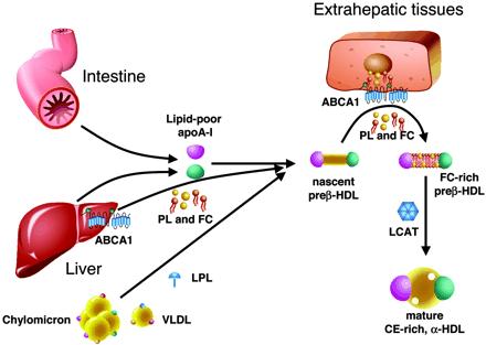 oxidace oxldls) nejvyšší aterogenní potenciál mají malé denzní LDL (tj.