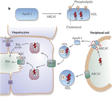 tvořených v játrech a enterocytech (1) sekrece & a nabírání lipidů nejprve sekrece na lipidy chudých částic (apoa-i + fosfolipidy) játry a ve střevě, které postupně získávají CH a PL z jater pomocí