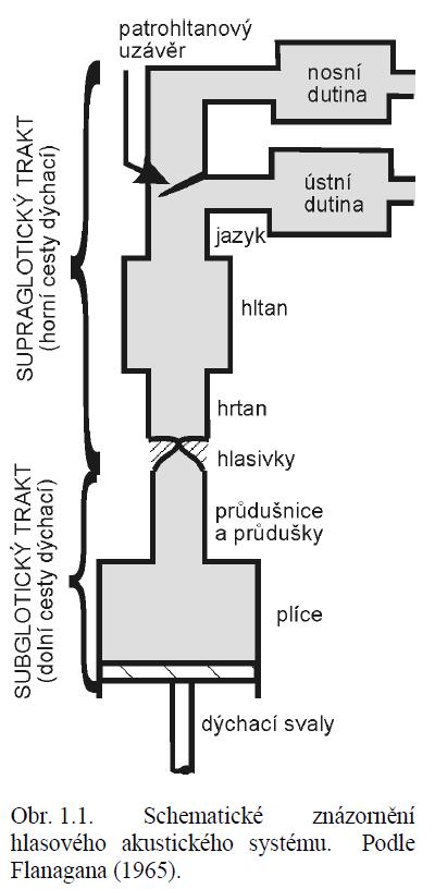 2. HLASIVKY TVOŘENÍ HLASU 2.1. Hlas dýchací ústrojí jako hlasový systém Hlas Lidský hlas je základem mluveného projevu, tzn.