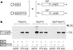 Interaction between PIF3 and PHYB is dependent upon state of PHYB PIF3 bound to bead, PHYB radioactively labeled.
