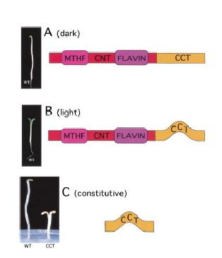 The C-Terminus CCT of cry1 Regulates Photomorphogenesis