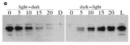 The hy5 mutant long hypocotyl under light conditions, particularly blue (Koorrneef et al., 1980).
