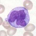Obr. č. 18 Monocyt. Převzato z http://upload.wikimedia.
