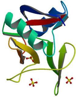 Obr. č. 20 Struktura hlavního bazického proteinu. Převzato z www.answers.com/topic/major-basic-protein 2.