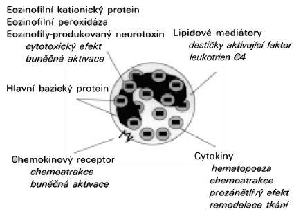 3. EOZINOFILNÍ PEROXIDÁZA (EPO) Eozinofily syntetizují mnoho mediátorů, např. PAF, eikosanoidy (LTC 4, LTD 4, LTE 4 ), peptidy a cytokiny (IL-1, IL-3 ad.). Granula eozinofilů se dělí na dvě populace: 1.