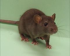 č. 23 Laboratorní potkan kmen Brown Norway. Převzato z http://currents.ucsc.edu Laboratorní potkan má protáhlé tělo s relativně malou rostrálně zašpičatělou hlavou.