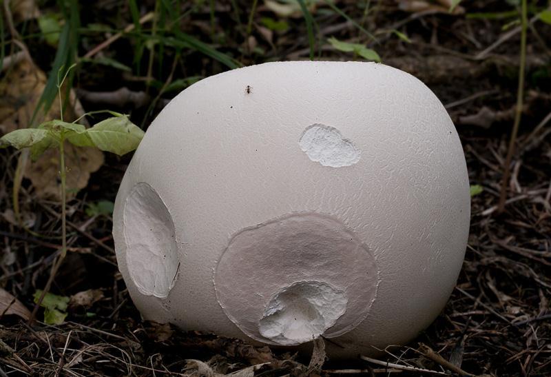 Agaricales Langermannia gigantea vatovec obrovský až 50 cm velké plodnice subgleba chybí za zralosti se rozpadá celá