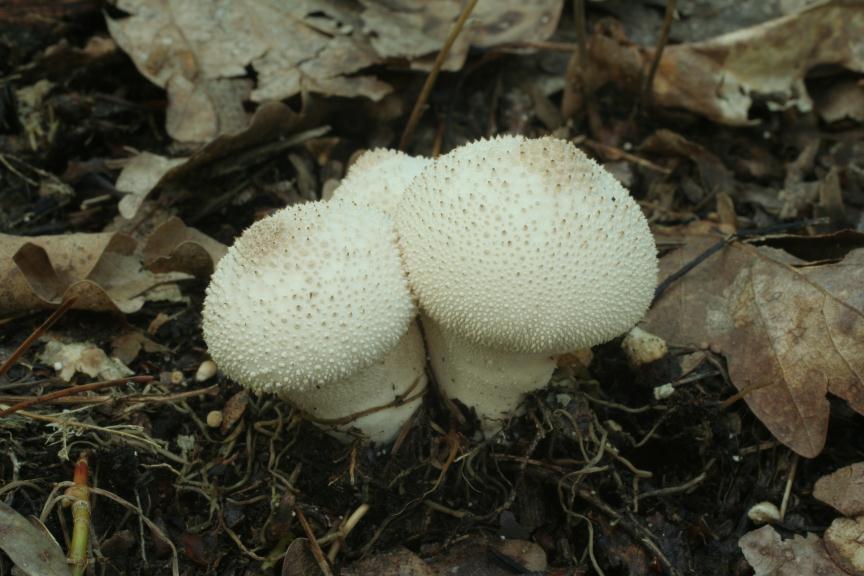 Agaricales Lycoperdon