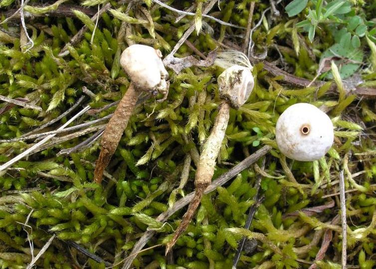 Agaricales Tulostoma sp.