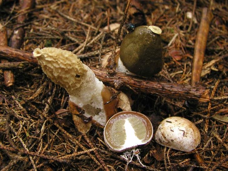 Phallales Phallus impudicus hadovka smrdutá