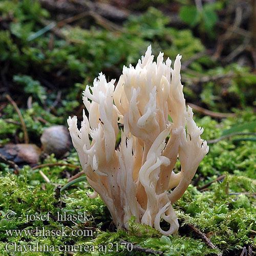 Cantharellales Clavulina sp.