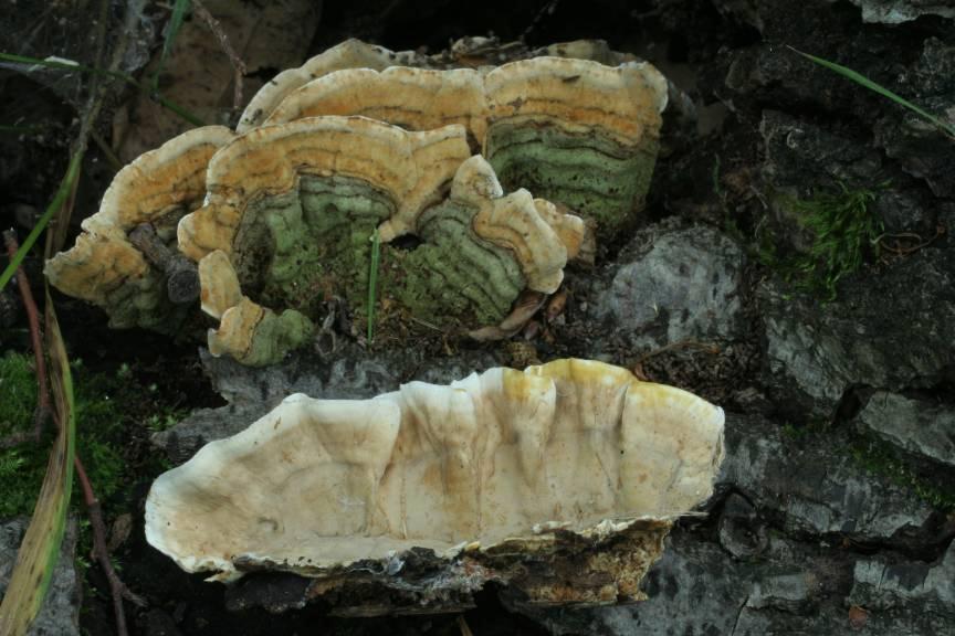 Russulales Stereum subtomentosum pevník plstnatý polokloboukaté plodnice