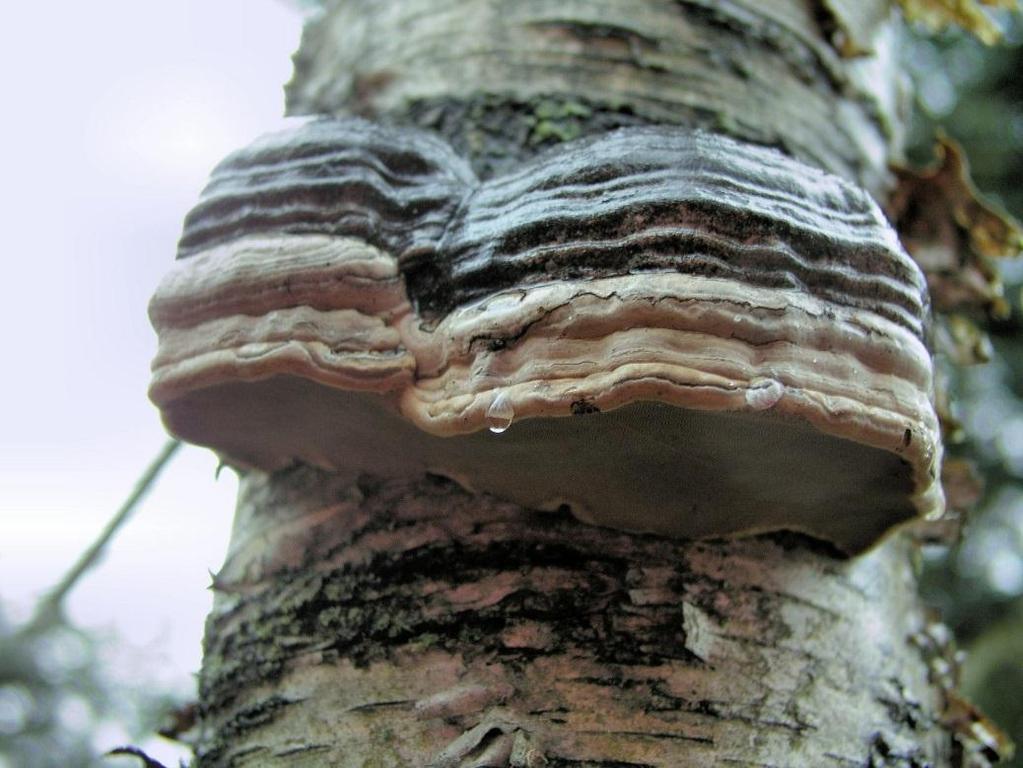 Polyporales Fomes fomentarius troudnatec kopytovitý víceleté plodnice