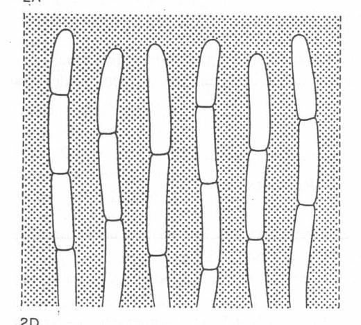 (ixo)cutis (ixo)trichoderm Kuyper et