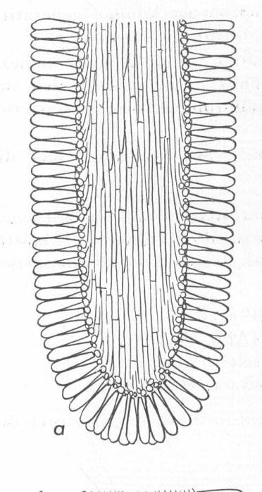 irregulární (pravidelná) (nepravidelná) Kreisel 1969