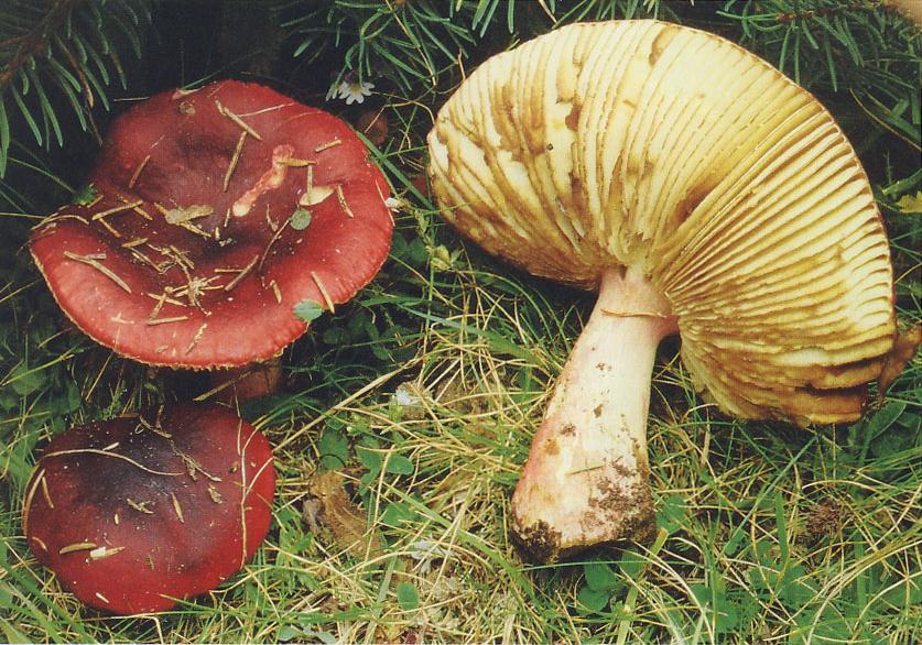 Russulales Russula