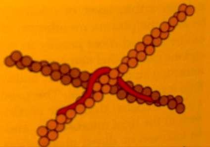 Filagrin protein, který agreguje keratohyalinová granula kolem intermediálních filament filagrinový protein je kruciální v barieře mutace jeho genu je významná v celé patogenezi AD Irwine D, McLean I.