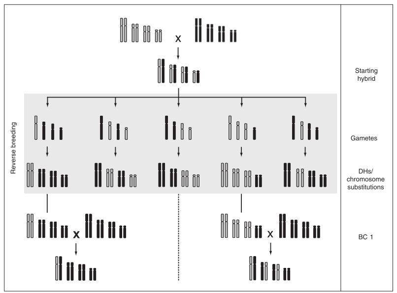 na potlačení genetické rekombinace u vybraných nejlepších heterozygotů skrze eliminaci crossing-overů v průběhu jejich meiózy a nalezení vhodné kombinace dihaploidních linií odvozených z takto