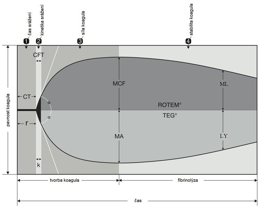 CFT - clot formation time - je doba od CT do amplitudy 20 mm a představuje spolu s úhlem α (úhel tečny mezi CT a křivkou) rychlost formování koagula, je odrazem propagační fáze srážení.