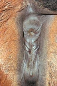aparátu posouzení perinea vaginální