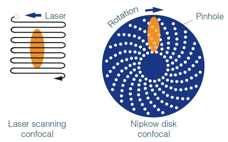 Schéma principu skenování u konfokálních mikroskopů http://www.