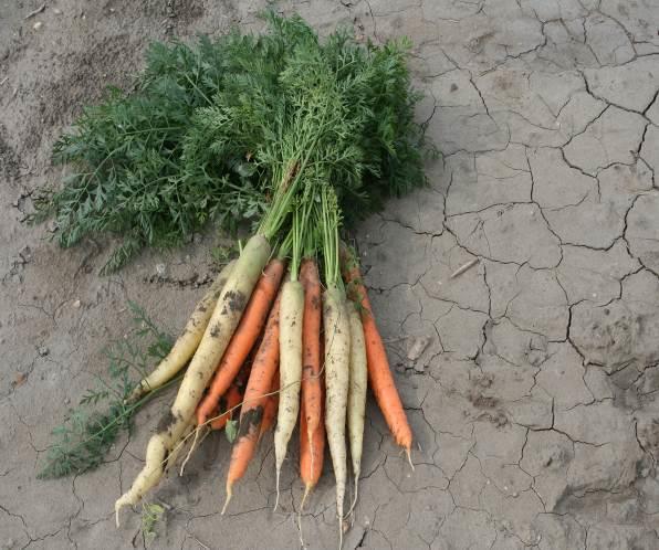 Dĺžka reziduálneho pôsobenia je 6-8 týždňov, v závislosti od použitej dávky, druhu a vlhkosti pôdy. Prípravok nemá vplyv na pestovanie následných plodín.