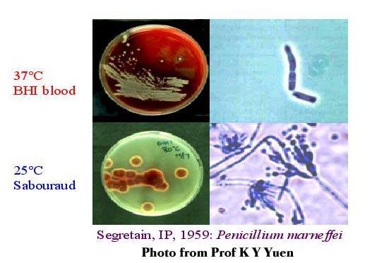 Penicillium