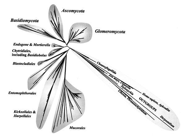 většina dermatofytů) - Čeleď Onygenacae (dimorfní houby jako jsou Coccioides immitits, Histopl. capsulatum) Řád Eurotiales (sem patří penicillia a aspergilly) aj.