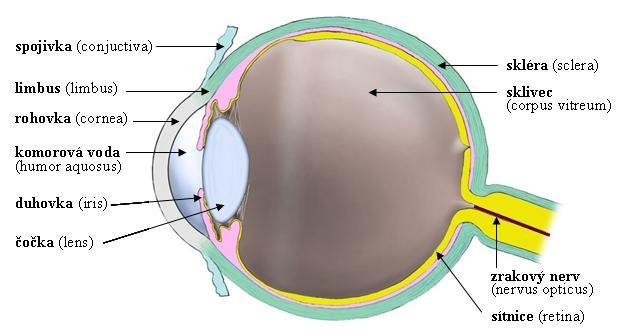 1.2 Rohovka Rohovka (cornea) je průhledná kopulovitě zakřivená tkáň tvořící přední šestinu plochy očního bulbu (Obr. 1).